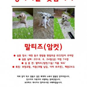 동구 말티즈 찾아요!!! 제발 도와주세요