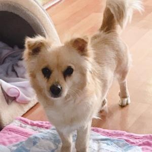 강아지를 찾습니다