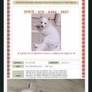 경기 파주에서 실종된 스피치 암컷 찾습니다