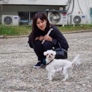 흰색말티즈 찾습니다