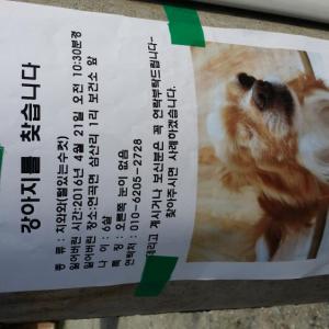 외눈박이 치와와 찾습니다.