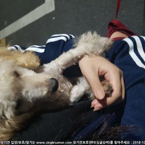 베들링턴테리어? 같이 생긴 강아지를 보호중입니다