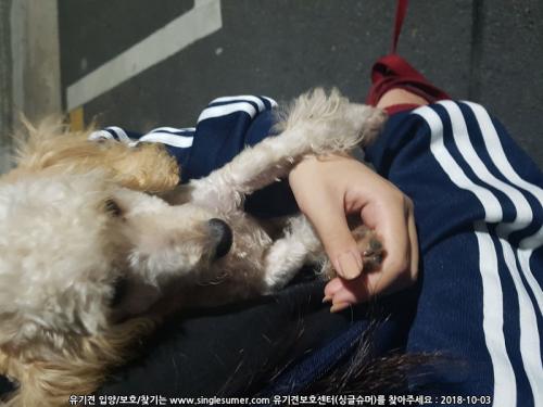 베들링턴테리어? 같이 생긴 강아지를 보호중입니다