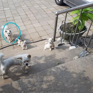 제겐 너무 소중한 믹스견 복실이를 찾습니다.