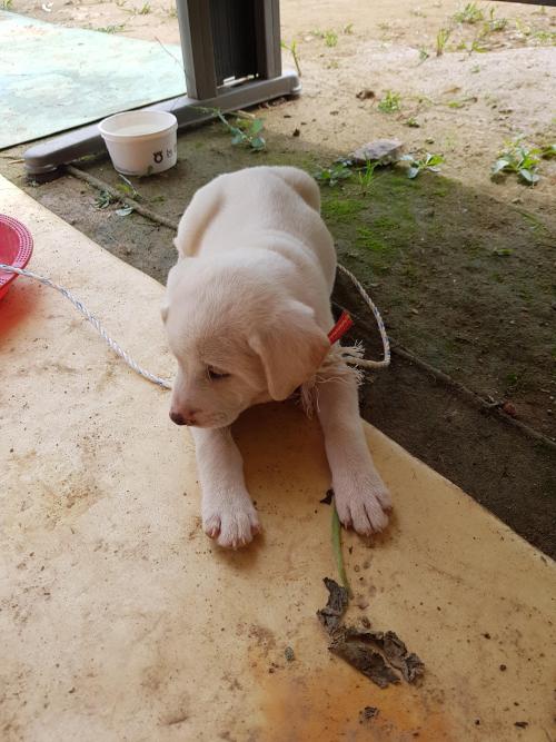 고양동 벽제천 하얀 강아지