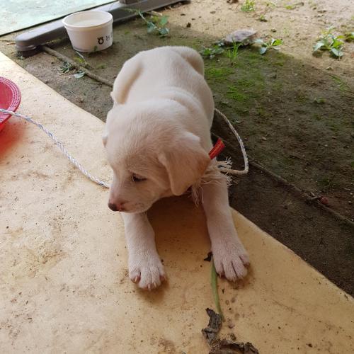 고양동 벽제천 하얀 강아지