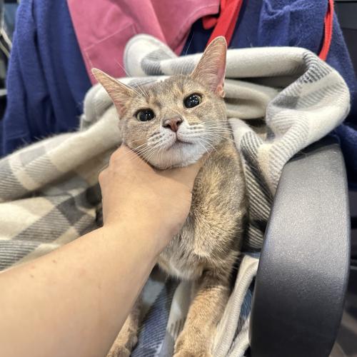 아비시니안 입양 보내요 좋은 분 연락 주세요..