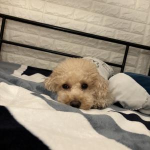 서울 광진구 광나루로 5kg 밀크푸들