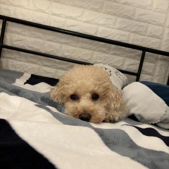 서울 광진구 광나루로 5kg 밀크푸들