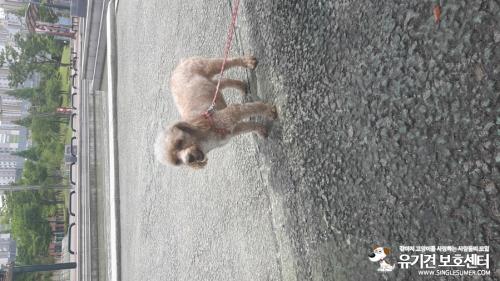 부천상동호수공원 연갈색 푸들 주인이나 임보해주실분