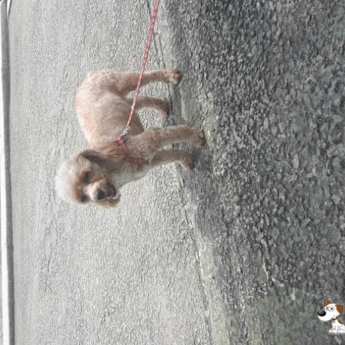 부천상동호수공원 연갈색 푸들 주인이나 임보해주실분