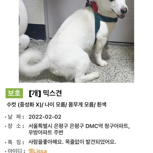 믹스견 임시보호가 필요합니다ㅠㅠ