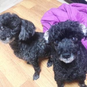 강아지 찾습니다