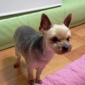 요크셔테리어 여아를 찾습니다.