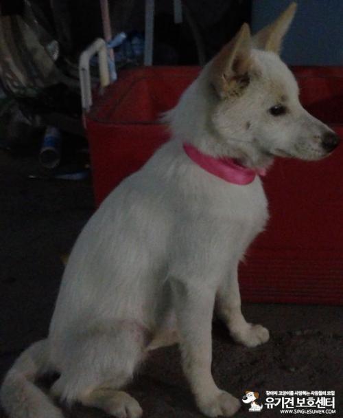 평택.믹스견 보호중입니다.