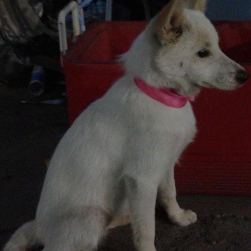 평택.믹스견 보호중입니다.