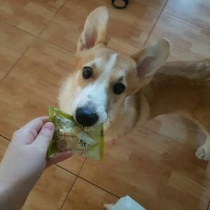 웰시코기 찾습니다