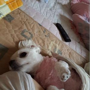 우리 소망이를 애타게 찾습니다