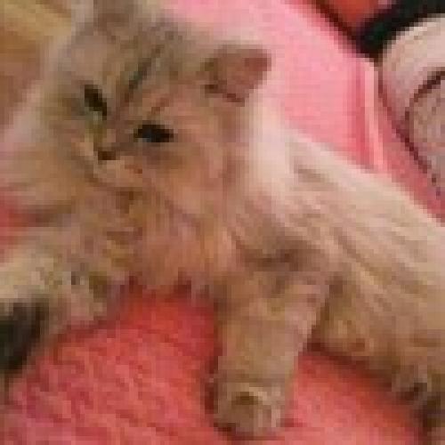 경기도 일산동구 정발산동에서 (페르시안친칠라실버)고양이를 찾습니다 ㅠㅠ