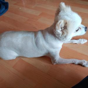 강아지를 찾습니다