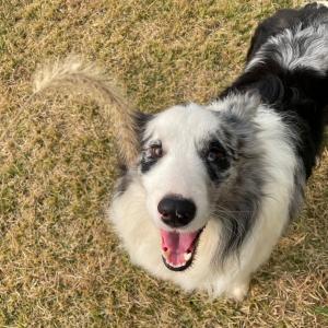 덕양구 통일로 보더콜리찾습니다