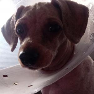 갈색 푸들 여아 강아지를 찾습니다.