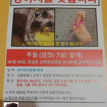 갈색 푸들 여아 강아지를 찾습니다.