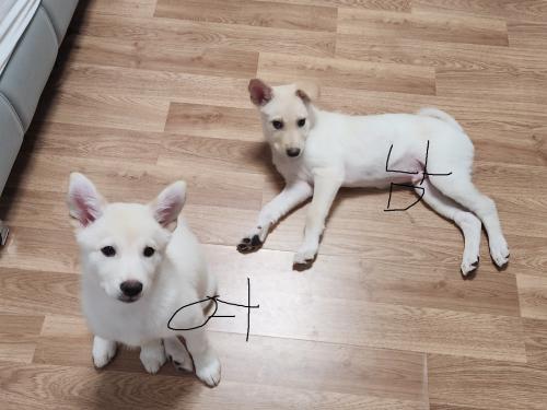 4개월 진도 믹스의 좋은 가족이 되어주세요! (이동가능)