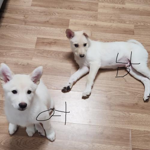 4개월 진도 믹스의 좋은 가족이 되어주세요! (이동가능)