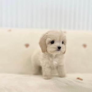 책임비 5만원 말티푸