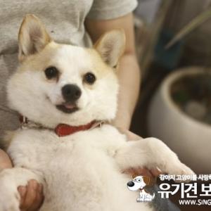 울산 웰시코기주인을 찾습니다
