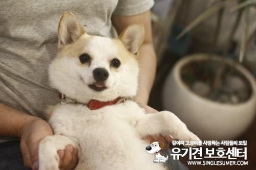 울산 웰시코기주인을 찾습니다