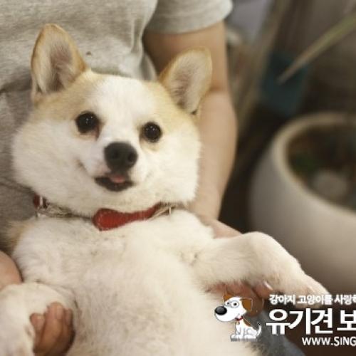 울산 웰시코기주인을 찾습니다