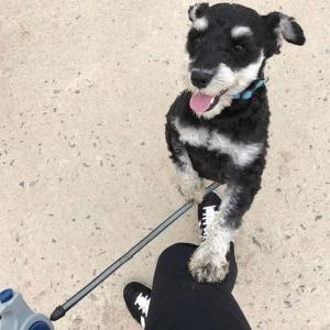 경북김천)슈나우저 찾아요