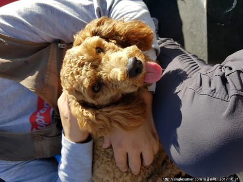 양산 석계쪽에서 갈색 푸들을 발견했어요