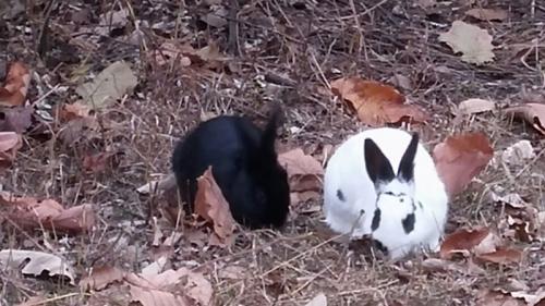 월롱산 유기된 토끼 책임져주실분 구해요