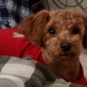 2살된 갈색 푸들 찾습니다.