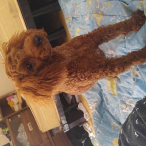 초코푸들 여아 보니를찾습니다