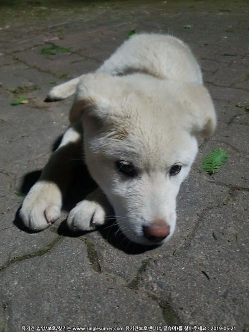 아이 주인 찾습니다.