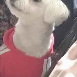 서울 도봉구에 동진목욕탕 앞에서 잃어버리는 말티즈 암컷 찾습니다