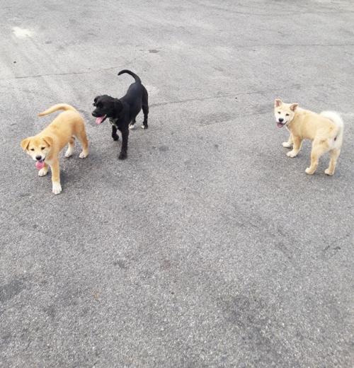 삼성면 믹스견 강아지 두마리요~