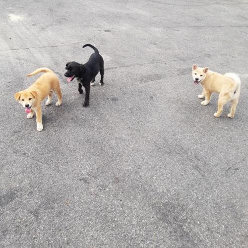 삼성면 믹스견 강아지 두마리요~