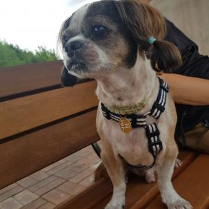 15살 시츄를 찾습니다