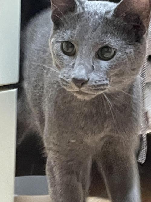 서울 양천구 러시안 블루 남자아이 주인분 찾습니다.