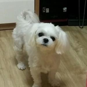 흰색 말티즈 찾고 있습니다