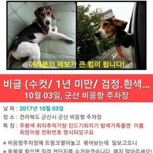 비글 희망이를 찾습니다