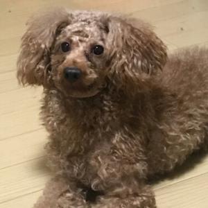 갈색푸들 코코를 찾아요