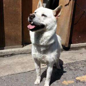 암컷 백구 찾습니다.