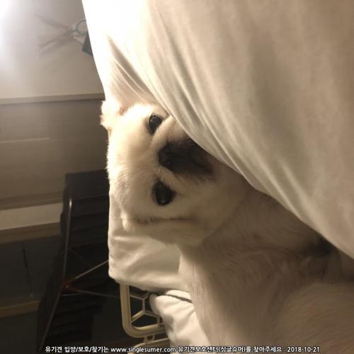 페키니즈 1살 수컷