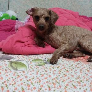 수영구 연동시장부근 갈색푸들을 찾습니다